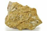 Fossil Gastropods In Limestone - Texas #286608-1